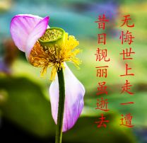 第二故乡花正红