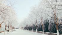雪后雾凇
